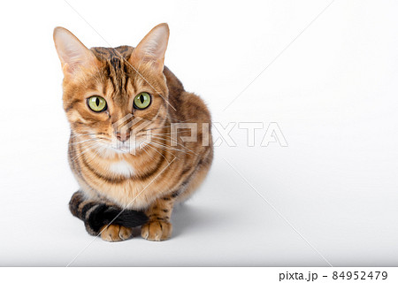 Bengal cat sits with its tail curled up against a white background with copy space. 84952479