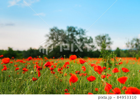 Poppy field Poppy field 84953310