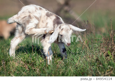White gray spotted goatling 84954114