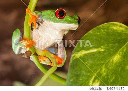 Red-eyed frog on the plant Red-eyed frog on the plant 84954132