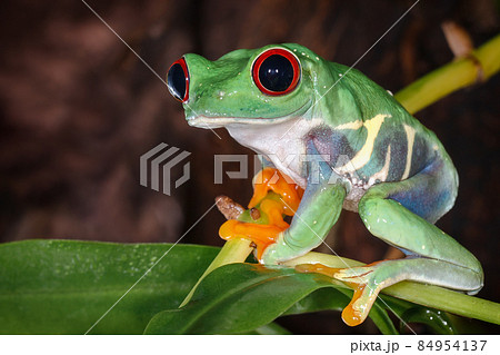 Red eyed tree frog sitting on the pitcher plant stem 84954137
