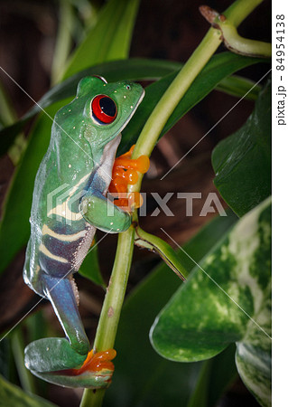 Red eyed tree frog is great clamber 84954138