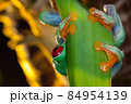 Red eyed tree frog, the frog hiding behind the leaf 84954139