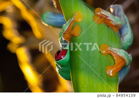 Red eyed tree frog, the frog hiding behind the leaf 84954139