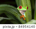 Red-eyed tree frog hiding behind the green leaf 84954140
