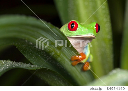 Red-eyed tree frog hiding behind the green leaf 84954140