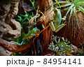 Two Red-eyed frogs in terrarium 84954141