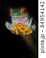 Yoga of Red-eyed frog 84954142
