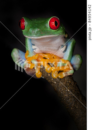 Yoga of Red-eyed frog 84954142
