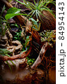 Red-eyed frogs in the terrarium 84954143