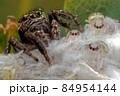 Spider and her small children in white cobweb fluffs 84954144