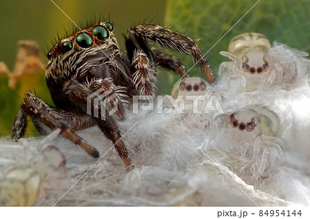 Spider and her small children in white cobweb fluffs 84954144