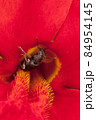 Phyllobius brown bug and red flower 84954145