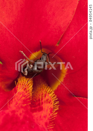 Phyllobius brown bug and red flower 84954145