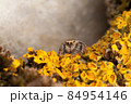 Jumping spider and yellow lichens 84954146