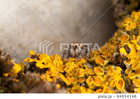 Jumping spider and yellow lichens 84954146