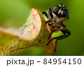 Fly with big eyes portrait 84954150