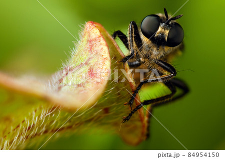 Fly with big eyes portrait 84954150