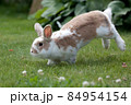Rabbit jumping in a green clover meadow 84954154