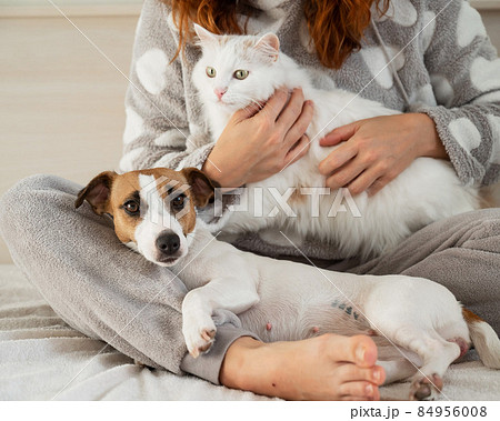 Caucasian woman holding a white fluffy cat and Jack Russell Terrier dog while sitting on the bed. The red-haired girl hugs with pets. 84956008