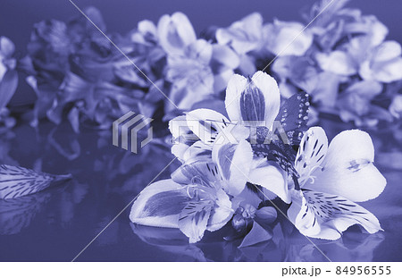 Alstroemeria flowers toned in trendy Very Peri color 84956555