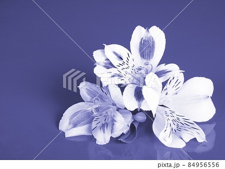 Alstroemeria flowers on solid background toned in trendy color Very Peri Alstroemeria flowers on solid background toned in trendy color Very Peri 84956556