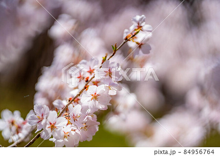 天下第一の桜 高遠城址公園の春 アップ【長野県】 天下第一の桜 高遠城址公園の春 アップ【長野県】 84956764