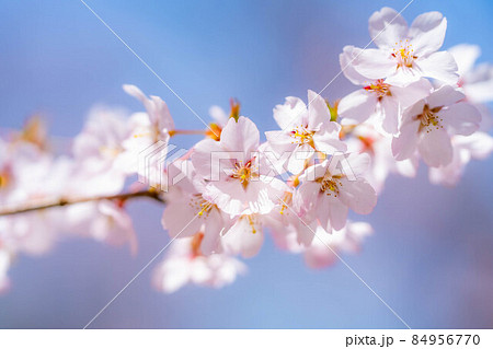天下第一の桜　高遠城址公園の春　アップ【長野県】 84956770