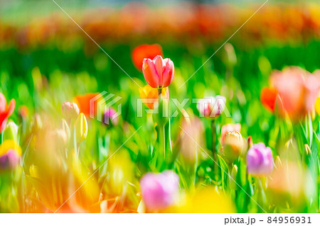 国営アルプスあづみの公園のチューリップ畑【長野県】 国営アルプスあづみの公園のチューリップ畑【長野県】 84956931