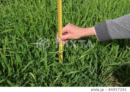 Farmer measures the height of the wheat with a ruler 84957291