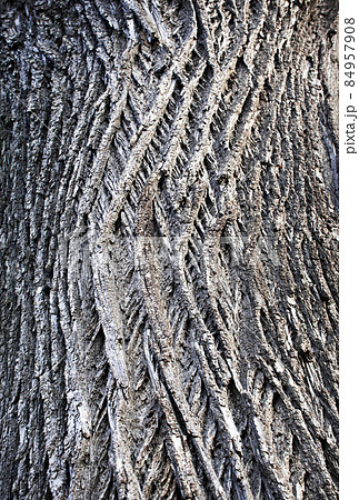 texture detail of the bark of an old tree texture detail of the bark of an old tree 84957908