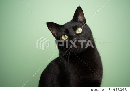 black cat portrait on mint green background black cat portrait on mint green background 84958048