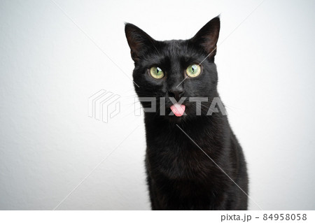 funny black cat sticking out tongue on white background funny black cat sticking out tongue on white background 84958058