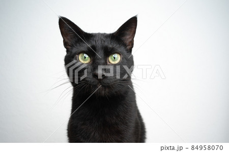 black cat portrait on white background 84958070