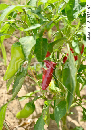 Red peppers  in the vegetable garden 84958402