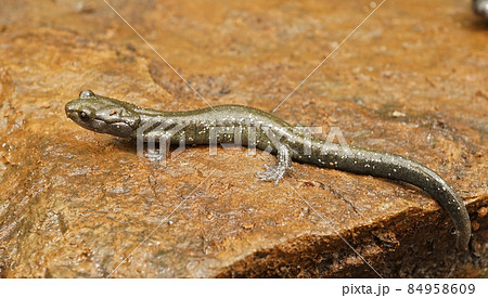 Closeup on a green subadult Black Salamander, Aneides flavipunctatus from Northern California Closeup on a green subadult Black Salamander, Aneides flavipunctatus from Northern California 84958609