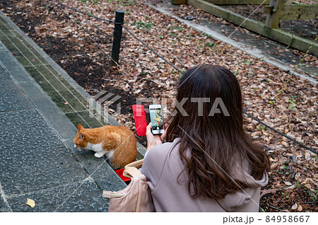 餌を食べる猫を撮影する女性 餌を食べる猫を撮影する女性 84958667