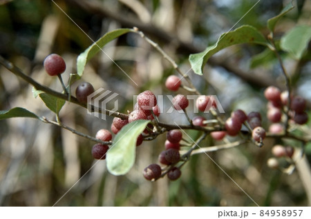 アキグミの実 アキグミの実 84958957