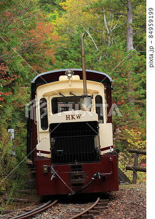 長野県_赤沢自然休養林の中を走り抜ける森林鉄道のトロッコ列車 84959199