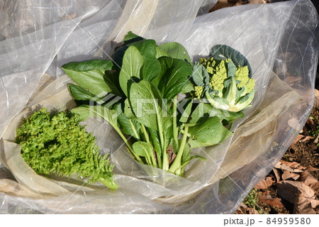 ロマネスコ栽培の写真素材