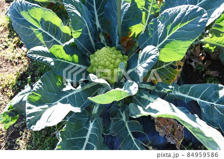ロマネスコ栽培 84959586