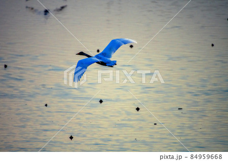宮城県　伊豆沼　早朝　湖上を飛翔するコハクチョウ 84959668