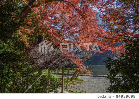 藁ぶきの丸屋と鮮やかな紅葉　小石川後楽園　東京都文京区 84959699