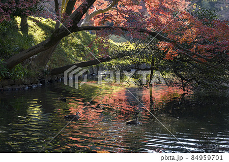 紅葉を映す水面に浮かぶ水鳥 小石川後楽園 東京都文京区 紅葉を映す水面に浮かぶ水鳥 小石川後楽園 東京都文京区 84959701