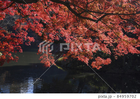 秋の日差しに輝く湖畔の紅葉 小石川後楽園 東京都文京区 秋の日差しに輝く湖畔の紅葉 小石川後楽園 東京都文京区 84959702