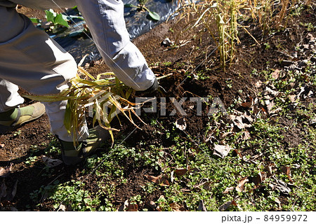 家庭菜園・生姜収穫作業 84959972