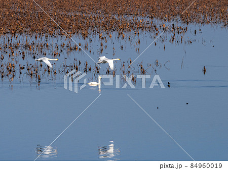 宮城県 伊豆沼 枯れ蓮の湖上を飛ぶコハクチョウのつがい 宮城県 伊豆沼 枯れ蓮の湖上を飛ぶコハクチョウのつがい 84960019