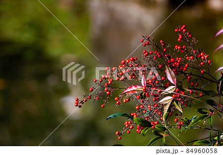 成田山公園の紅葉と青空 84960058