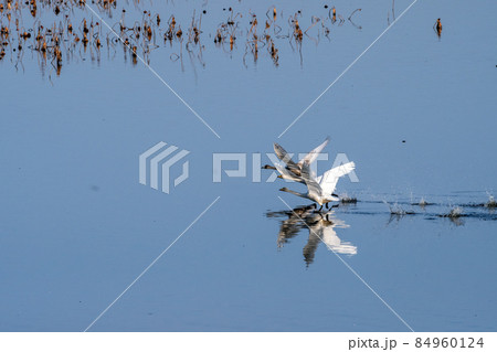 宮城県　伊豆沼　接近して飛び上がる3羽のコハクチョウい 84960124