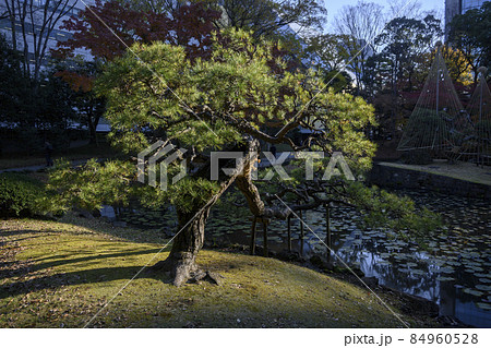 秋の日差しに枝ぶりが映える一本松　小石川後楽園　東京都文京区 84960528